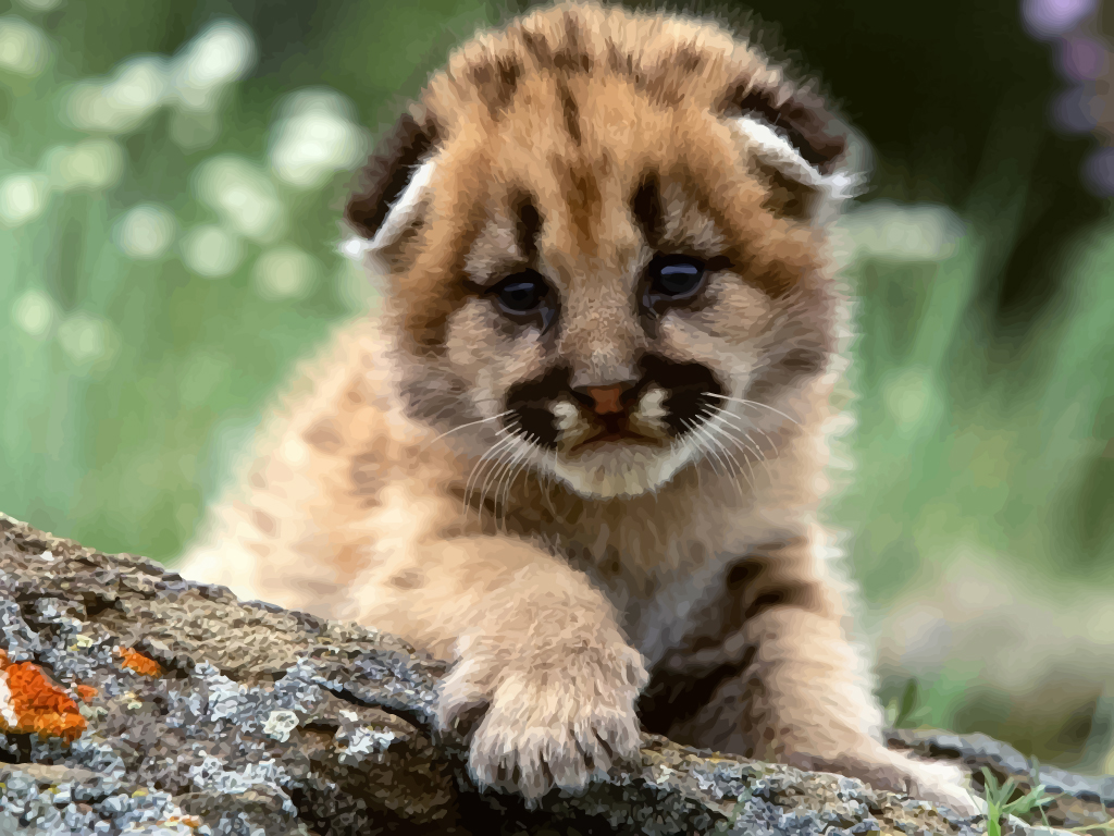 Cougar baby.jpg