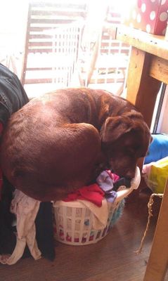 Dog on top of laundry