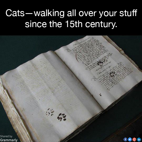 Cats.png