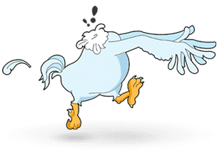 Headless-chicken-2.gif