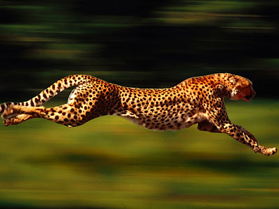 1376610309_Cheetah.jpg