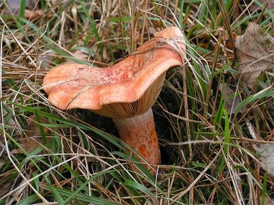 Lactarius_deliciosus.jpg