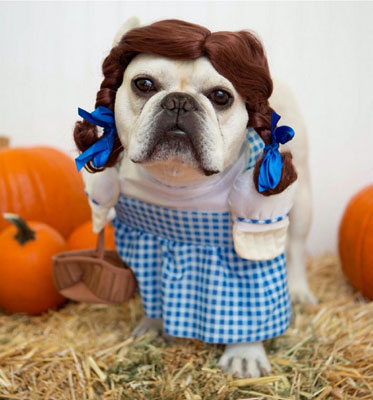 dogs-hate-halloween16.jpg