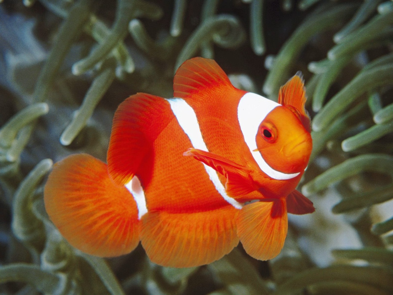 white-and-orange-fish-wallpapers_11723_1280x960.jpg