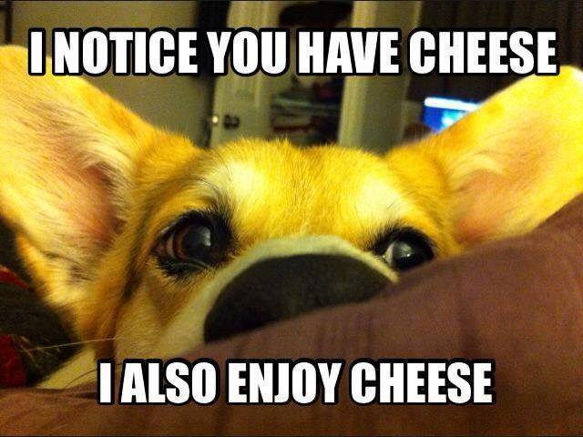 Cheese dog.jpg