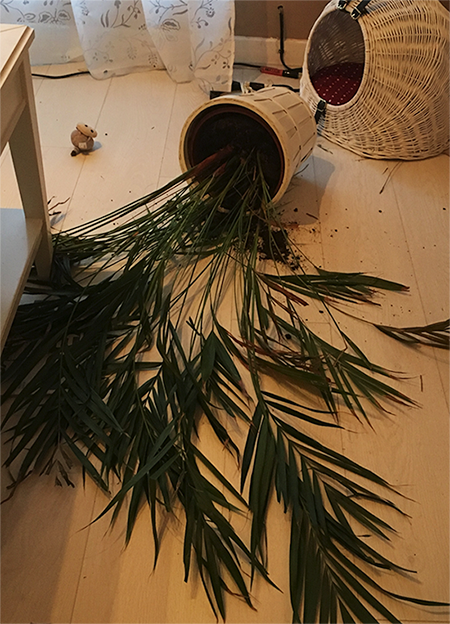 Cats with plants dont mix