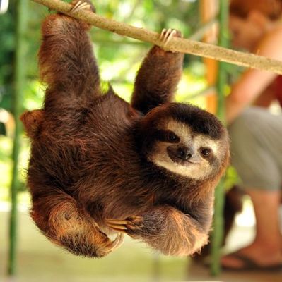 International Sloth Day