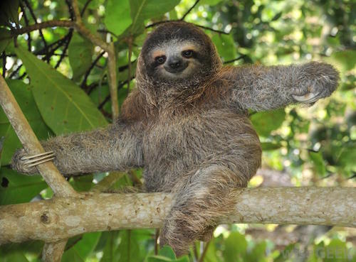 International Sloth Day