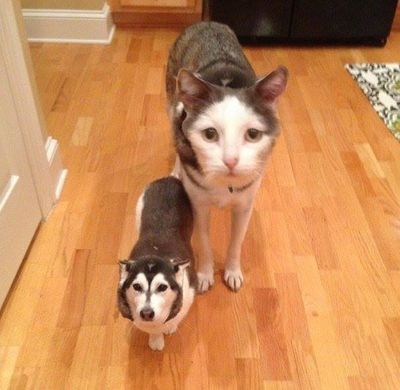 CATDOG FACE SWAP.jpg