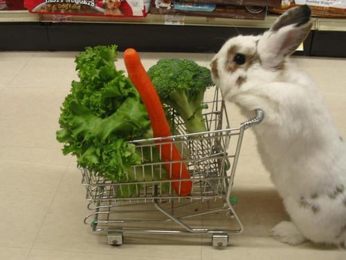 funny-rabbit.jpg