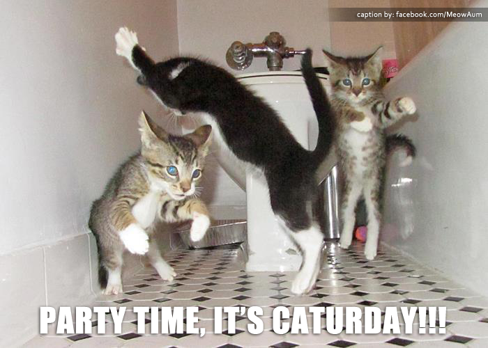 Cats on saturday