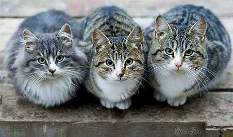 pictures-of-cats_summertime_7.03.jpg