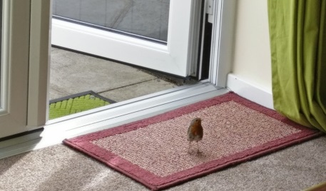 Cheeky Robin NEW01.jpg