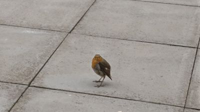 Cheeky Robin NEW02.jpg