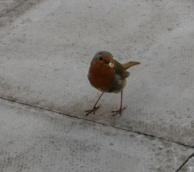 Cheeky Robin NEW03.jpg