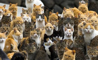 Thousands of cats