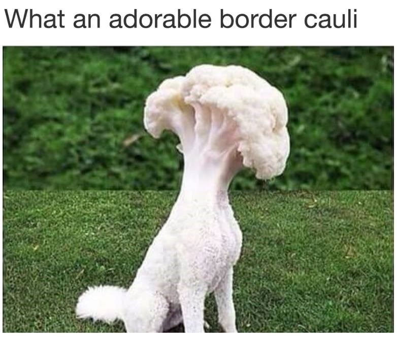 Cauliflower_