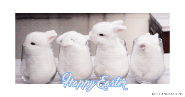 cute-white-bunnies-happy-easter-gif.gif