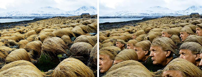 donald-trump-hair-growing-prairie-dropseed-tromso-norway-7.jpg