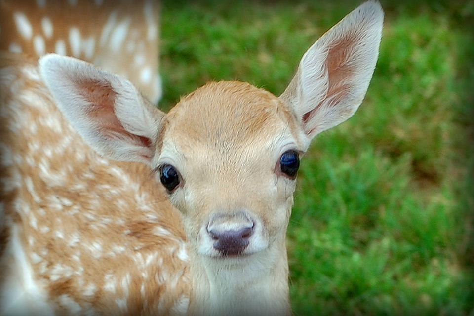 fawn.jpg