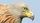 RedKite