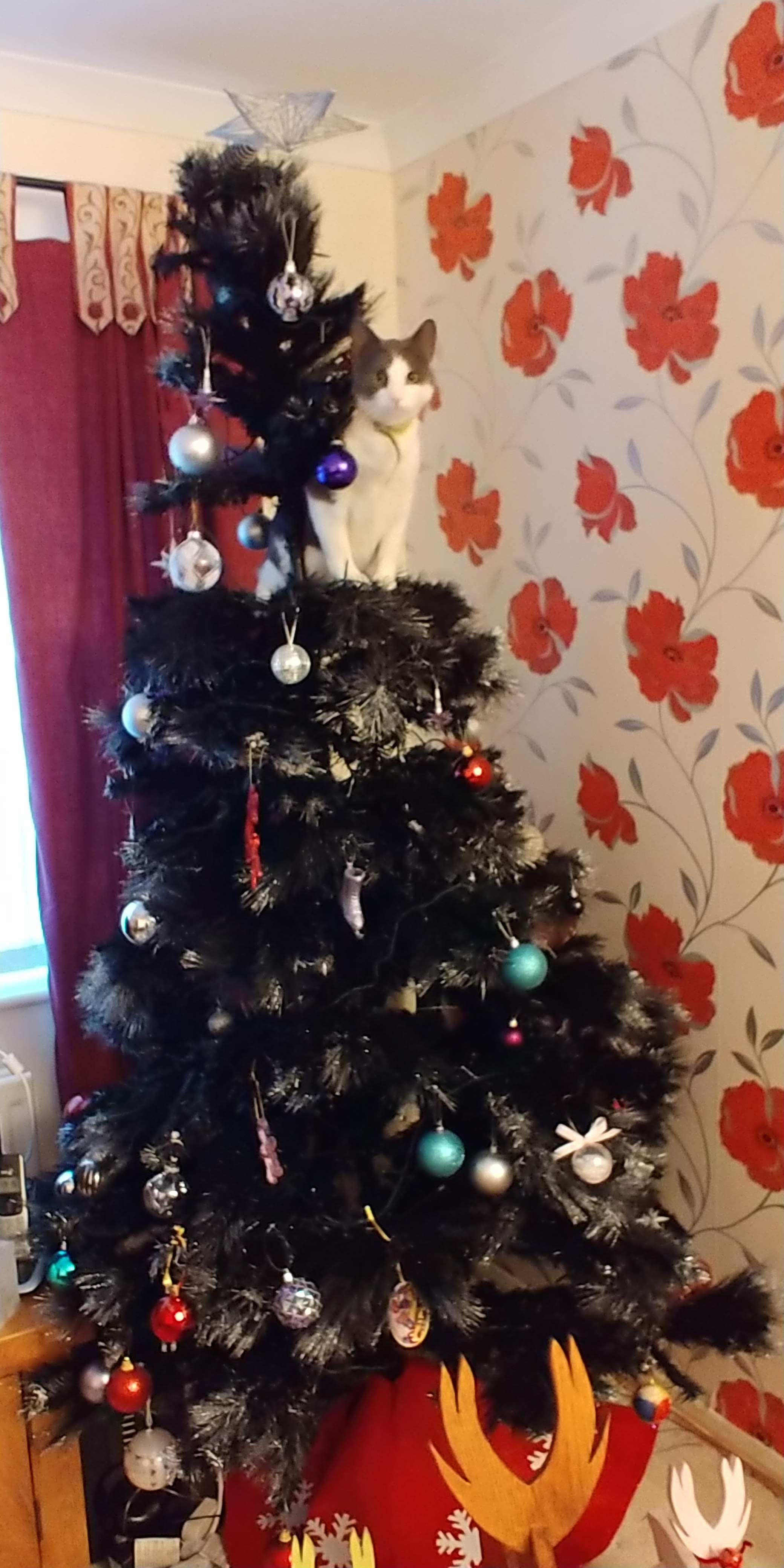 🎄 Christmas trees 🎄 O2 Community