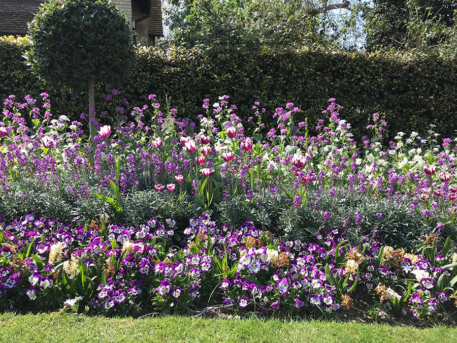 Flowers in a London park