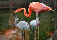 Baby-flamingo-wallpapers-6.jpg