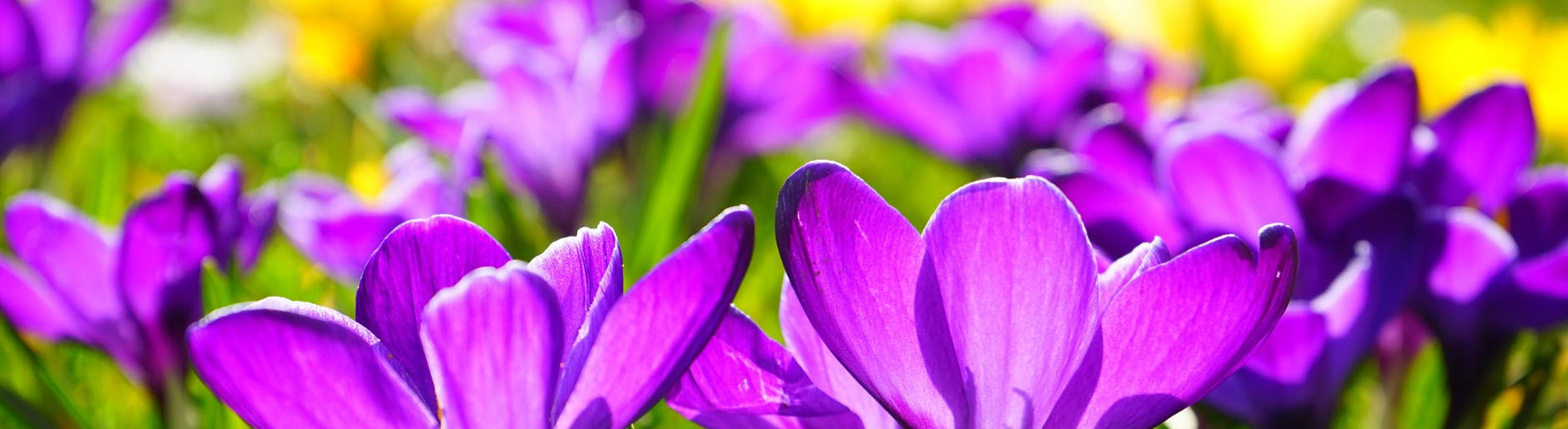 Purple and yellow spring flowers