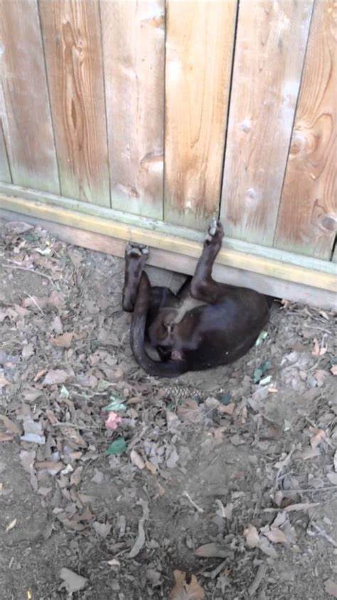 under fence dog.jpg