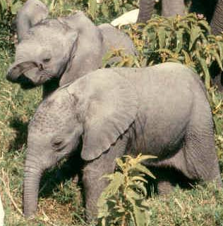 Amboseli-elephant-twins-crop.png