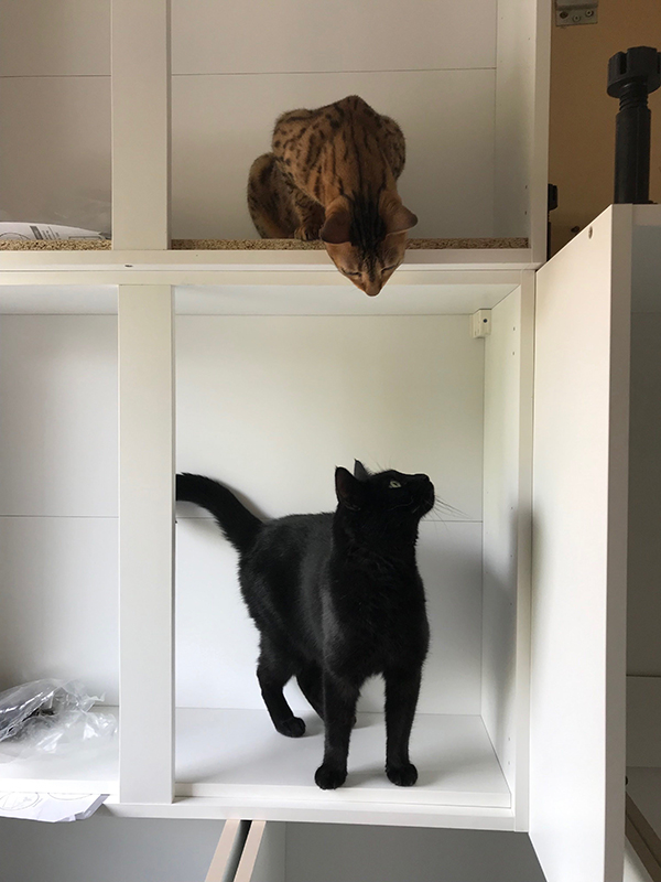 Cats exploring kitchen cupboards