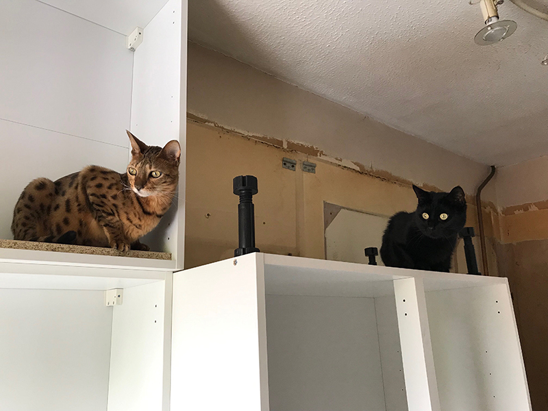 Cats exploring kitchen cupboards, another angle