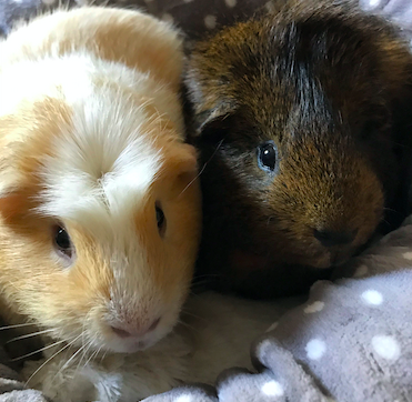 Screenshot 2019-09-16 at 08.04.42.png