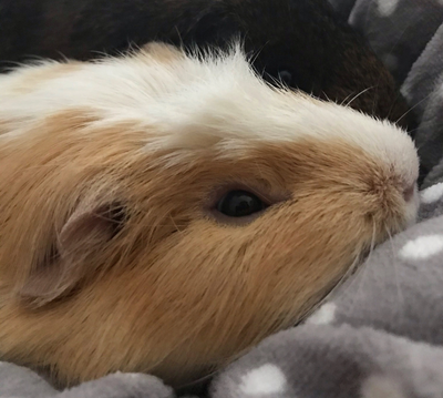 Picture of guinea pigs