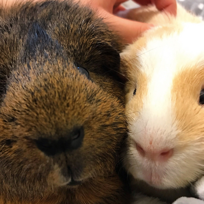 Picture of guinea pigs