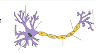 dendrites.PNG