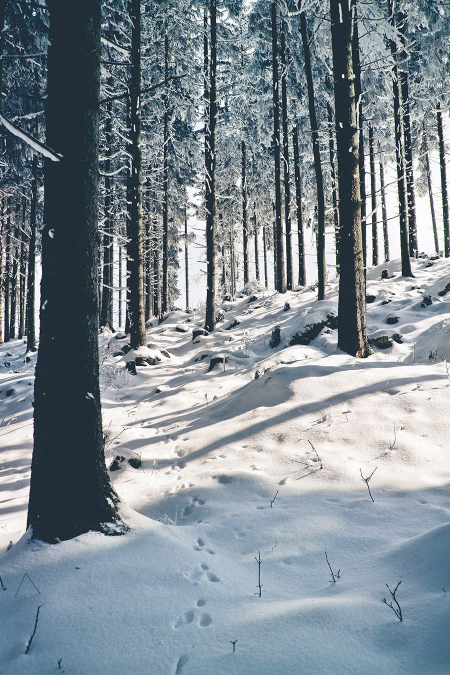 Snowy forest