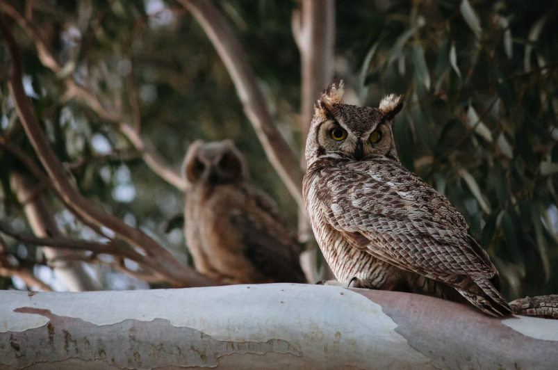 Owls in a tree