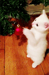 Cat and Christmas tree bauble