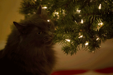 Black cat with tree