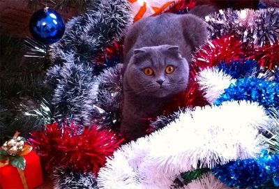 Cat with tinsel