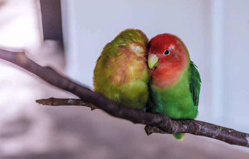 Lovebirds