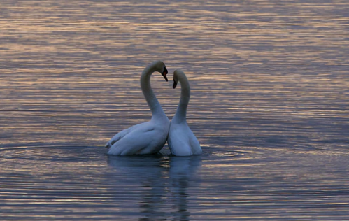 Love swans