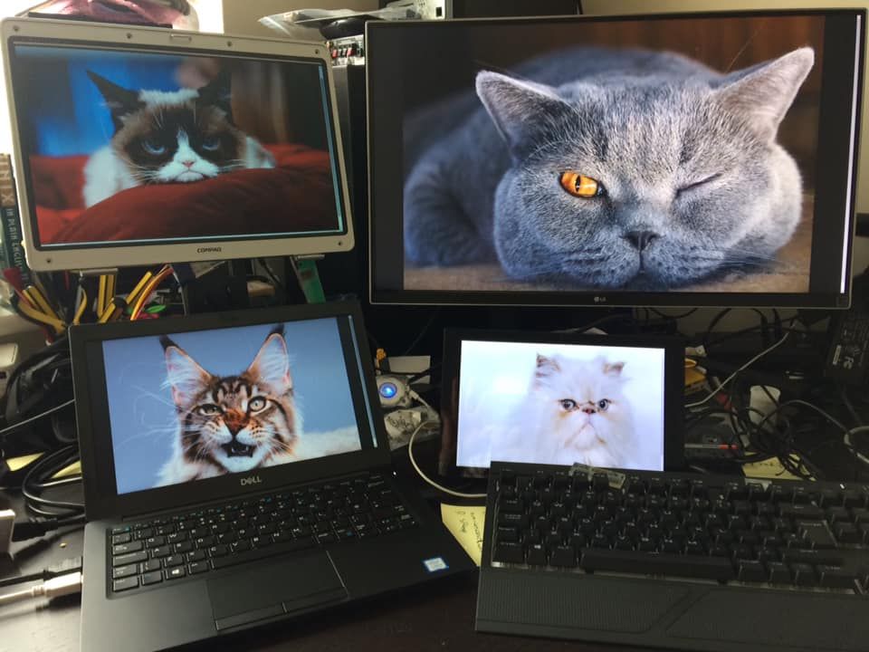 multiscreen_cats.jpg
