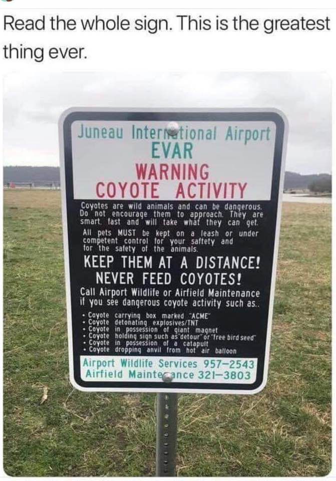coyote 1.jpg
