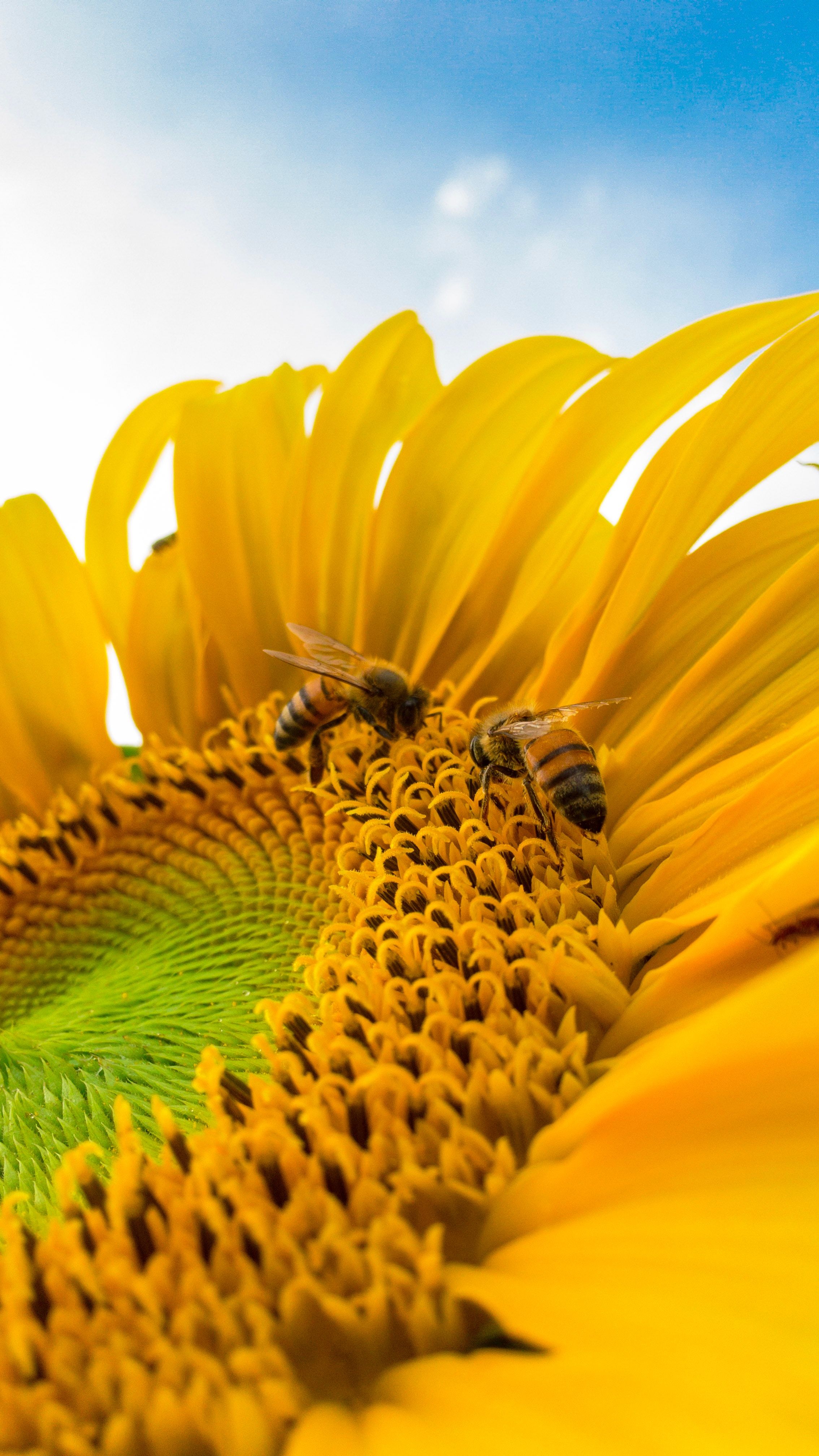 macro-photo-of-bumblebees-on-yellow-sunflower-772571.jpg
