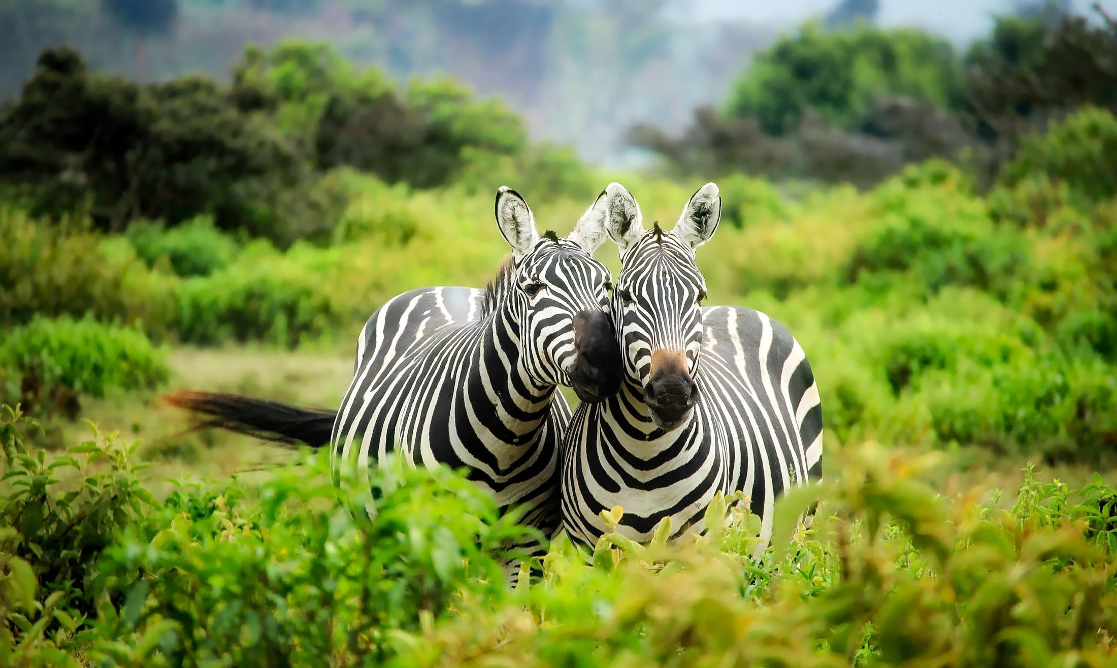 zebras-on-zebra-247376.jpg