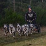 Huskyracer