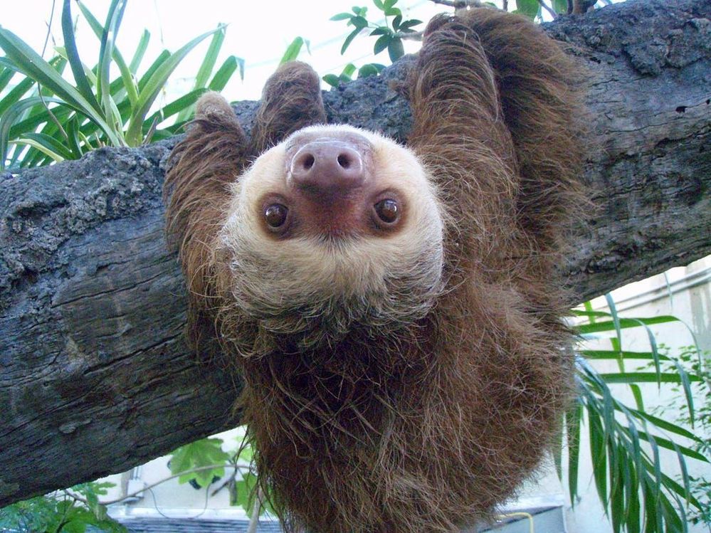Sloth 3.jpg